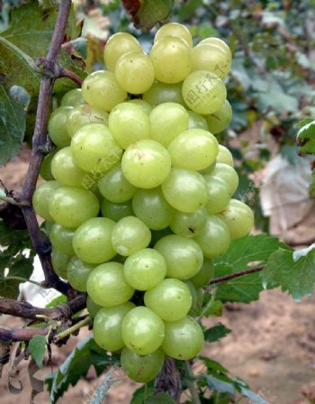 葡萄品种格拉卡图片