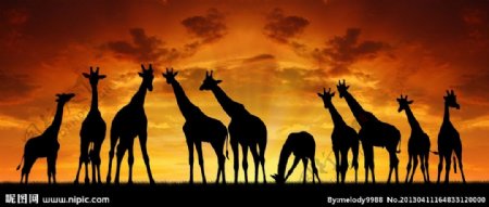 夕阳下的草原长颈鹿图片