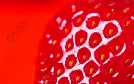 草莓成熟草莓新鲜草莓高清图片果实时令水果