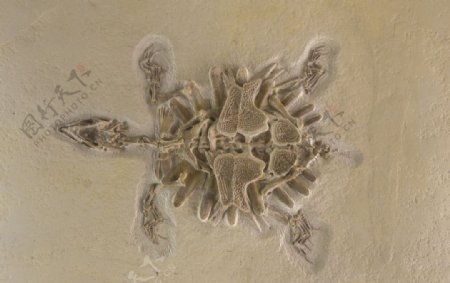 化石海龟图片