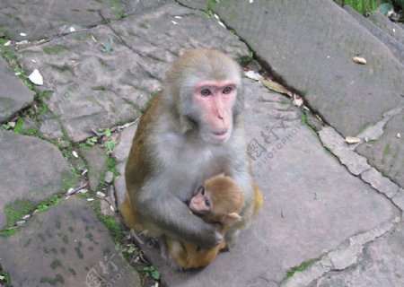 剑川沙溪石宝山的猕猴图片