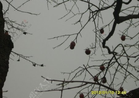 冬日的柿子图片