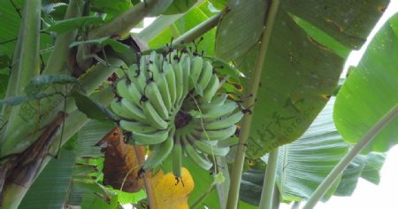 香蕉树香蕉图片