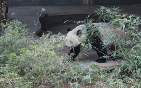 漫步的熊猫图片