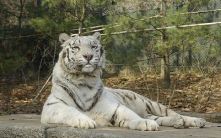 韩国乐天动物园白虎图片