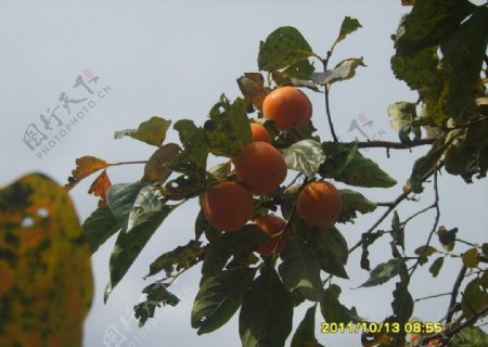 大红柿子枝枝挂图片