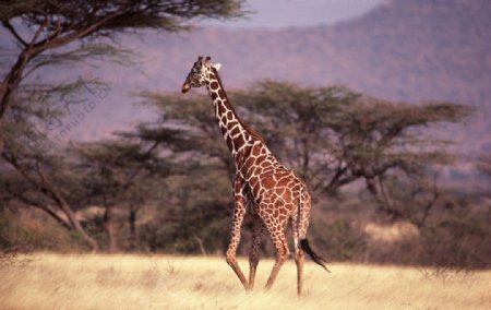 非洲大动物图片