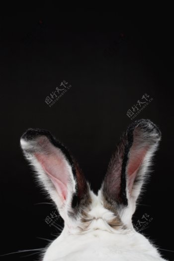 兔耳朵图片
