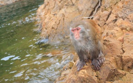 千岛湖小岛上野生的猴子图片