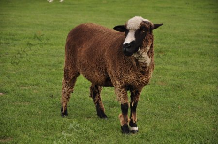 新西兰绵羊图片