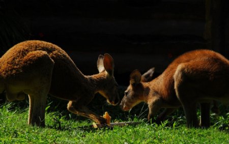 澳洲袋鼠食物共享图片