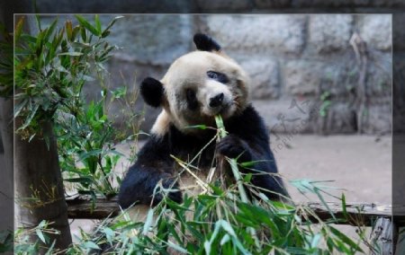 动物大熊猫图片