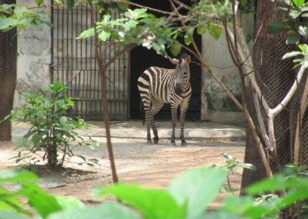 广州动物园斑马图片