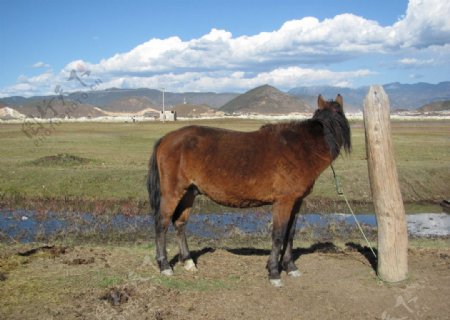 香格里拉草原上的马图片