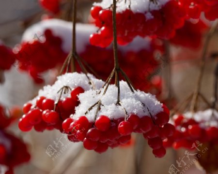 雪压樱桃图片