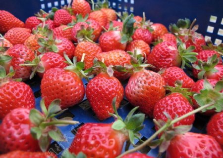 草莓strawberry图片