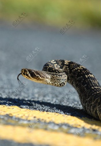 公路上的蛇图片