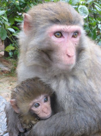 千岛湖的猴母子图片