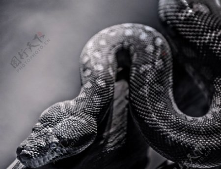 2013的蛇图片