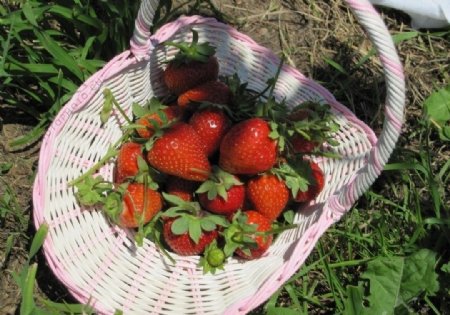 一篮草莓图片