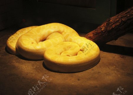 黄金蟒蛇图片