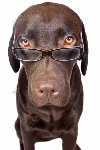 戴眼镜的狗图片