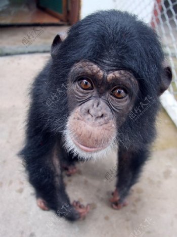 幼黑猩猩图片