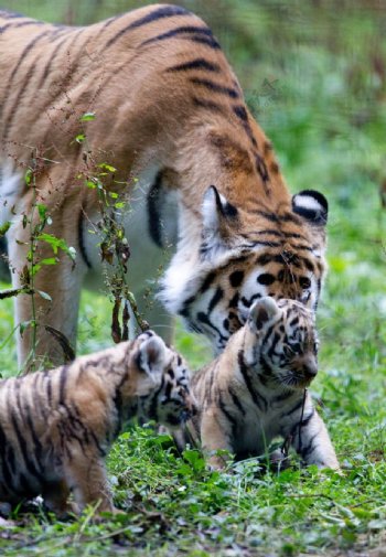 老虎和她的幼崽图片