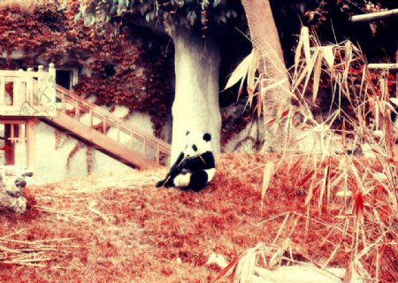 熊猫树林图片