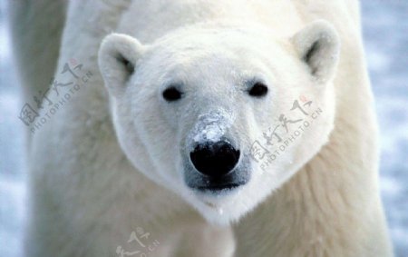 北极熊的好奇图片