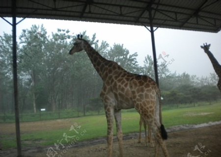 北戴河野生动物园的长颈鹿图片