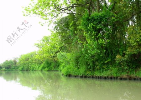 西溪湿地绿色天堂图片