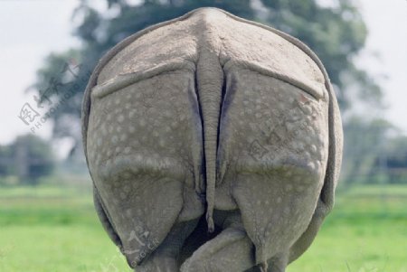 犀牛臀部图片
