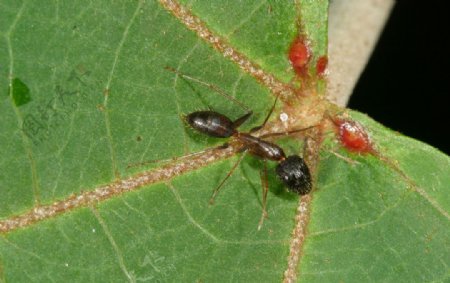 螞蟻野桐图片