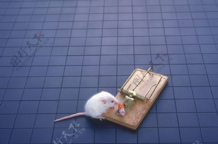 小白鼠与鼠夹子图片