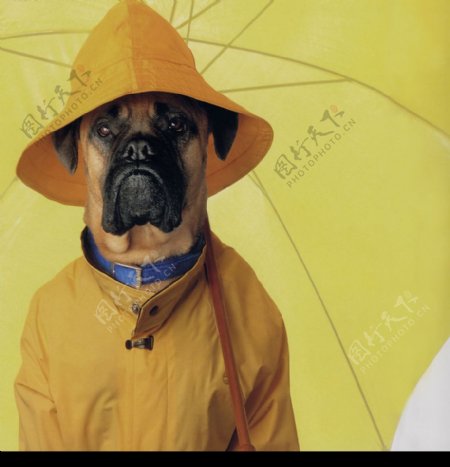 狗戴帽子打伞图片