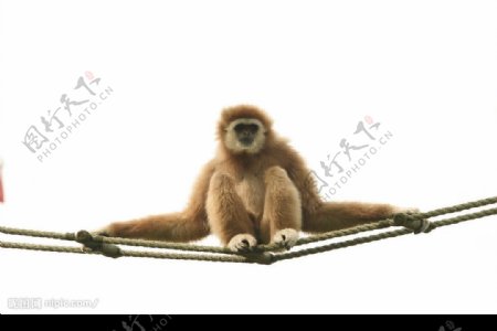 坐在绳梯上的长臂猿图片