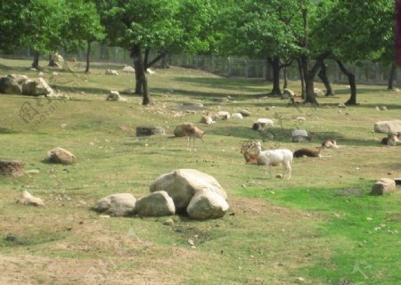 草地上的动物图片