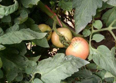 西红柿园图片