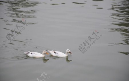 湖中的鸭子图片
