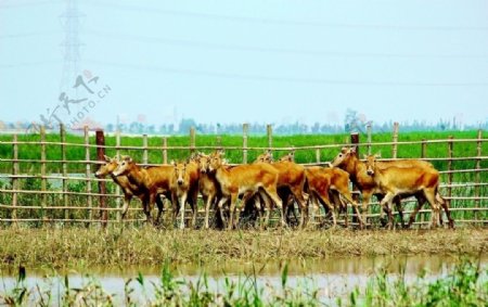 湿地鹿图片