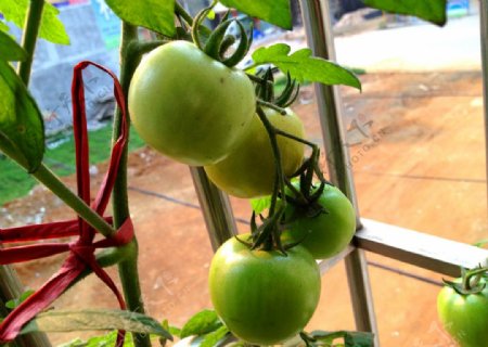 番茄西红柿新鲜图片