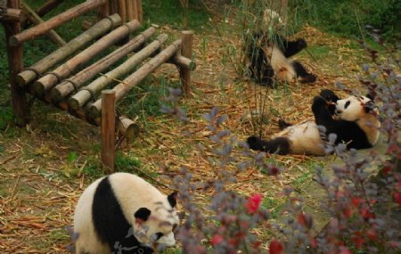 熊猫玩耍图片