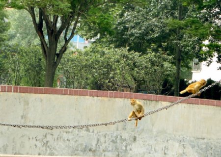 猴子沿铁索绳图片