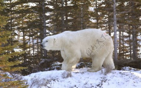 森林雪地上觅食的狗熊图片