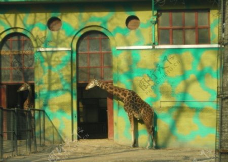 长颈鹿动物园图片