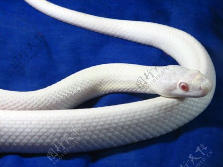 白蛇图片