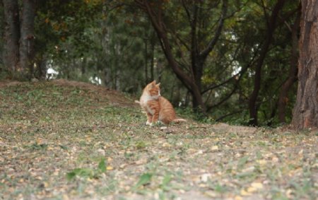 公园中的小野猫图片
