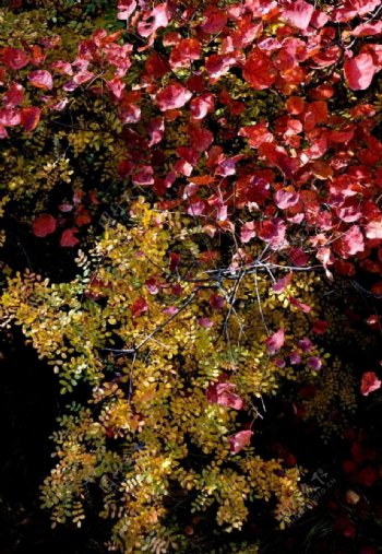 袅袅秋叶图片