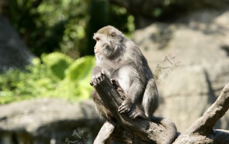 猴子动物世界动物表情图片